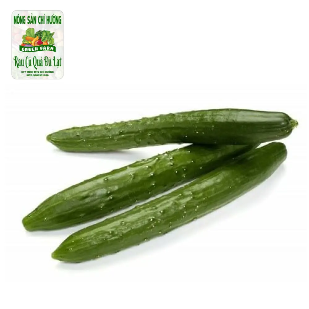 Dưa Leo Nhật - Japanese Cucumber - NONG SAN CHI HUONG